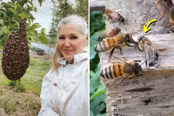 VIDEO: Woman Notices Bee Tangled in a Spider Web and Brings It to the Closest Hive—What Happens Next Goes Viral