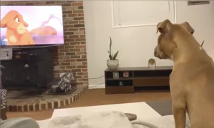 Puppy Sympathizing With Simba