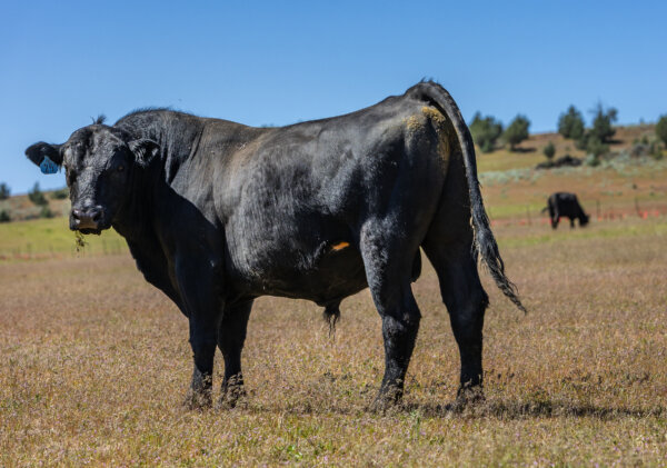 A bull stands outside Yreka, Calif.