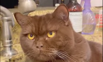 Confused Pet Moments