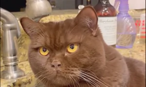 Confused Pet Moments