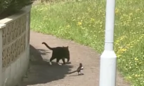 Stealthy Magpie Stalks Street Cat