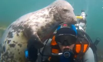 Seal Gives Diver a Loving Cuddle