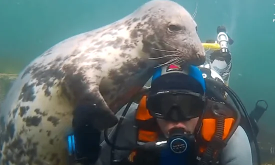 Seal Gives Diver a Loving Cuddle