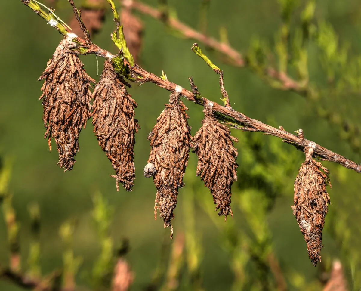 The pine cone like bundles are hiding pests within them. (damann/Shutterstock)