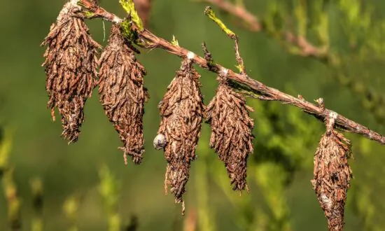 Preventing Bagworm Infestations
