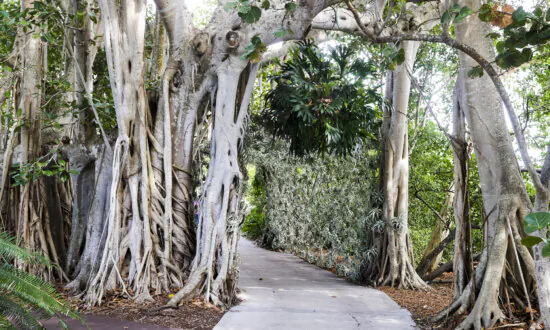 Time Magazine Named Sarasota’s Selby Gardens One of the World’s Greatest Places