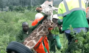 The Wildlife Vet Team Acted Quickly to Remove the Tire Stuck Around the Giraffe’s Neck