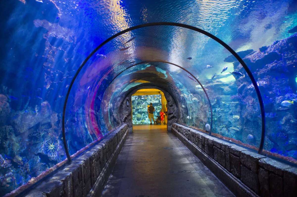 The Shark Reef Aquarium at Mandalay Bay hotel and casino in Las Vegas in May 2014. (Kobby Dagan/Dreamstime/TNS)