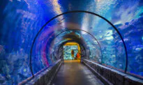 15 Family-Friendly Things to Do in Las Vegas Before School Starts