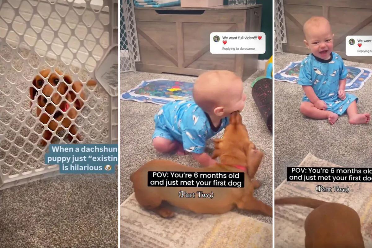 Easton meets Sherman for the first time in a hilarious video that went viral. (Courtesy of Kirsten McKinney)