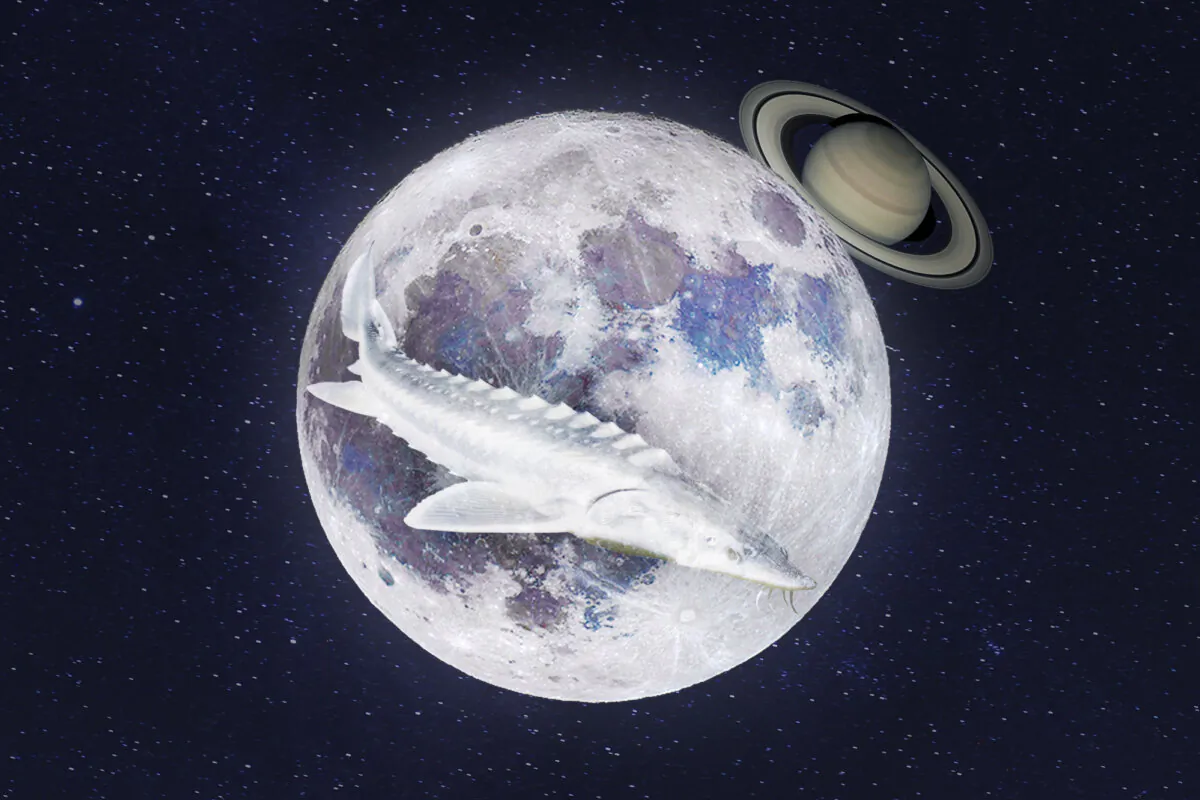 The full Sturgeon Moon occulting Saturn. (Illustration by The Epoch Times, Shutterstock)