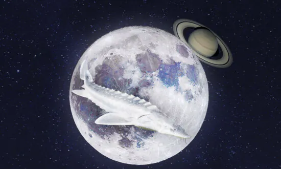 Full ‘Sturgeon’ Supermoon to Pass in Front of Saturn Late August—First Supermoon of the Year