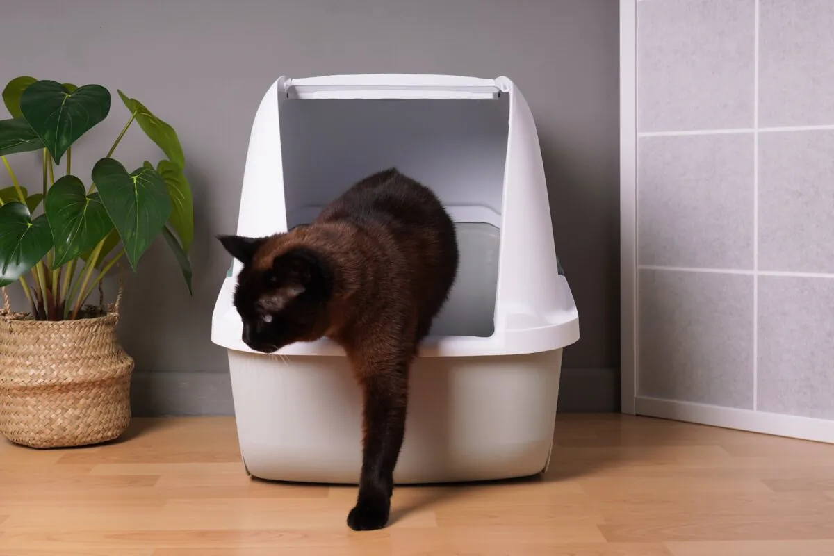 Cats should find their litter box appealing enough to use it. (Axel Bueckert/Shutterstock)