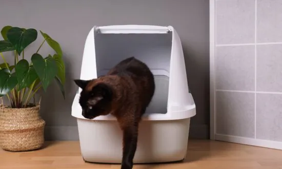 Prevent Cats From Using Potted Plants by Making Litter Boxes Appealing