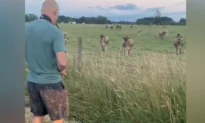 Man Plays Sax for the Cows