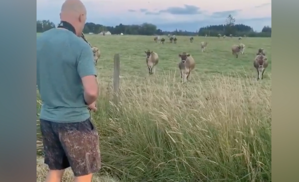 Man Plays Sax for the Cows