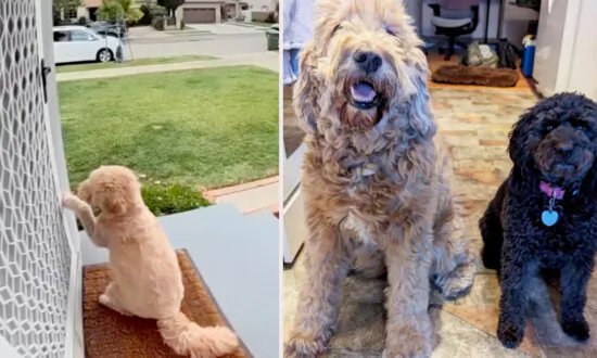 Dog Knocks on Neighbor’s Door Every Day to Play With Her Best Friend—Watch the Moment They Meet