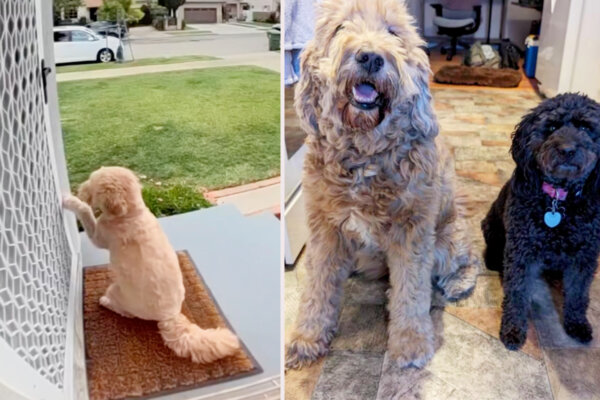 Dog Knocks on Neighbor’s Door Every Day to Play With Her Best Friend—Watch the Moment They Meet