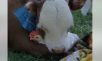 Unlikely Friends Embrace at Animal Sanctuary