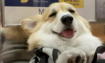 Adorable Corgi Loves Riding Around With Her Owner in His Backpack