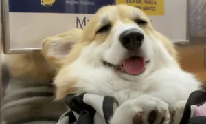 Adorable Corgi Loves Riding Around With Her Owner in His Backpack