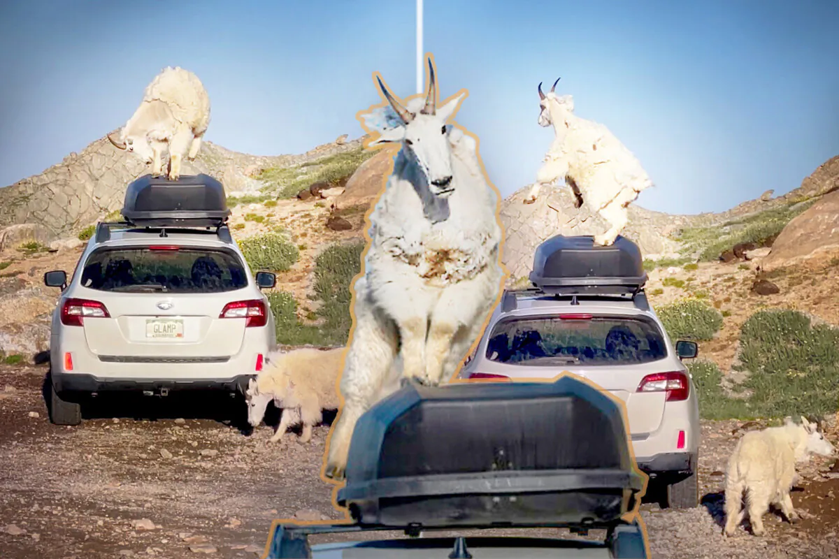 Mountain goats dance on a Subaru on Mount Evans, Colorado. (Courtesy of Michael Ryno)