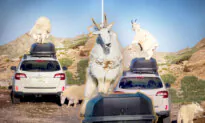 Nature Photographer Videos Goats Dancing on Car and Goes Viral—Gets Grilled for Not Stepping In
