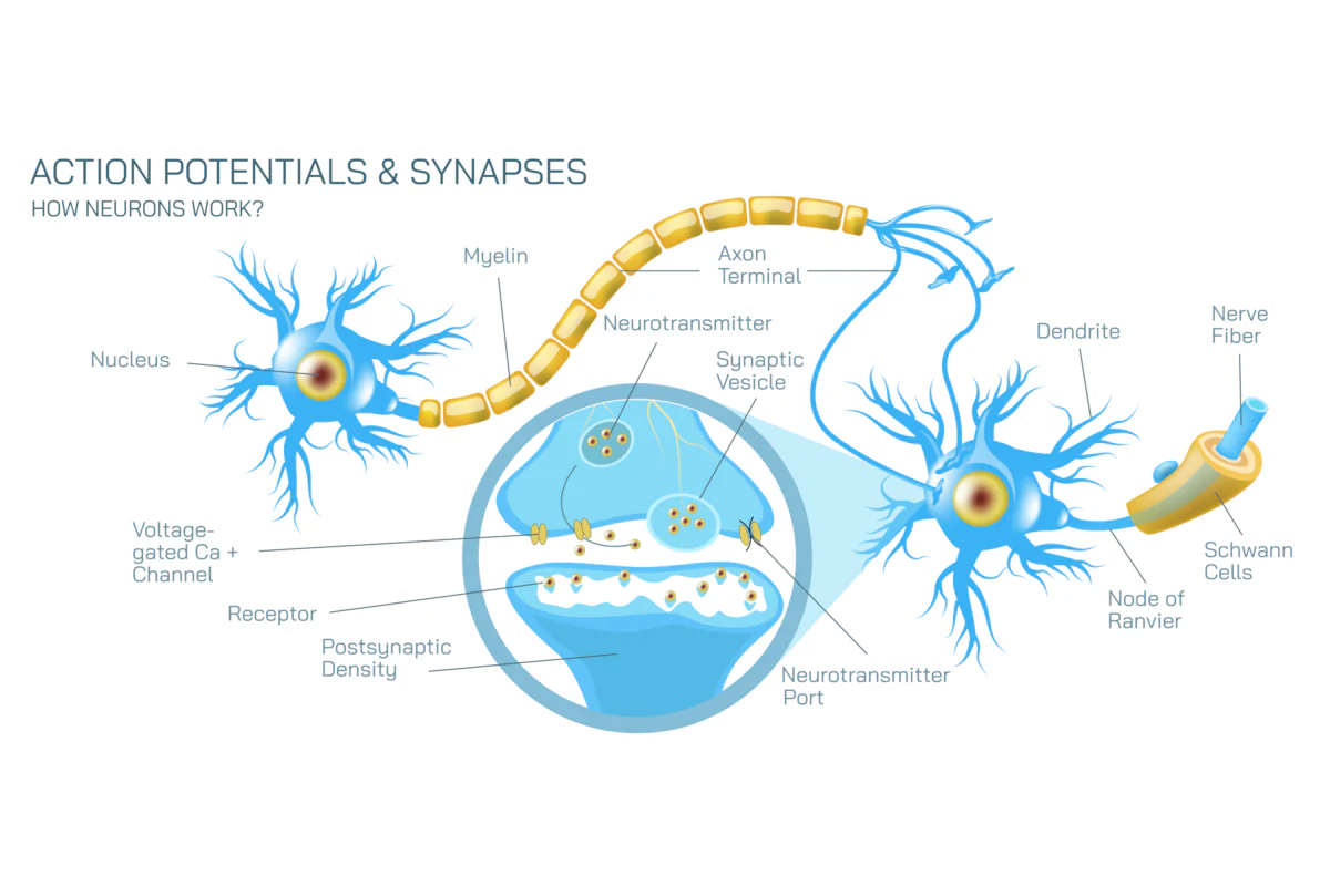 Vector Description:  "how neurotransmitter works? The process the brain neurons communicate each other anatomy vector illustration. Action potentials and synapses. multiple sclerosis formation. Motor neuron communication." (Vector Contributor: Anshuman Rath)