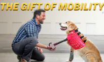 Meet the Man Giving Thousands of Animals a Second Chance to Walk
