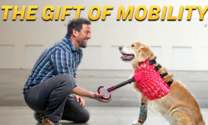 Meet the Man Giving Thousands of Animals a Second Chance to Walk