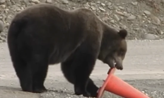 Bear Picks Up Fallen Traffic Cone by Roadside Before Walking Away