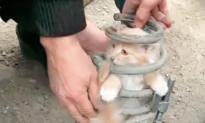 A Tale of Cat Rescue From Car Springs