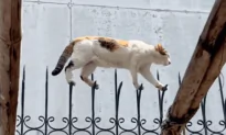 These Animals Aren’t Afraid of Heights