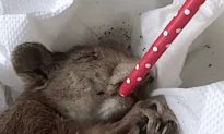 Rescuing an Ailing Squirrel