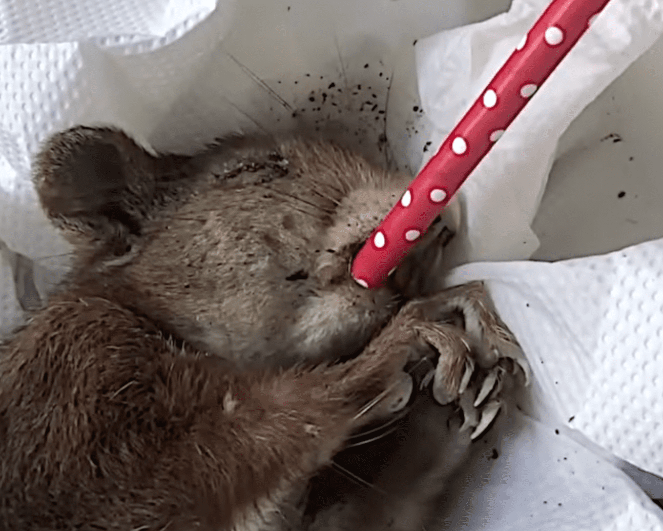 Rescuing an Ailing Squirrel | EpochTV