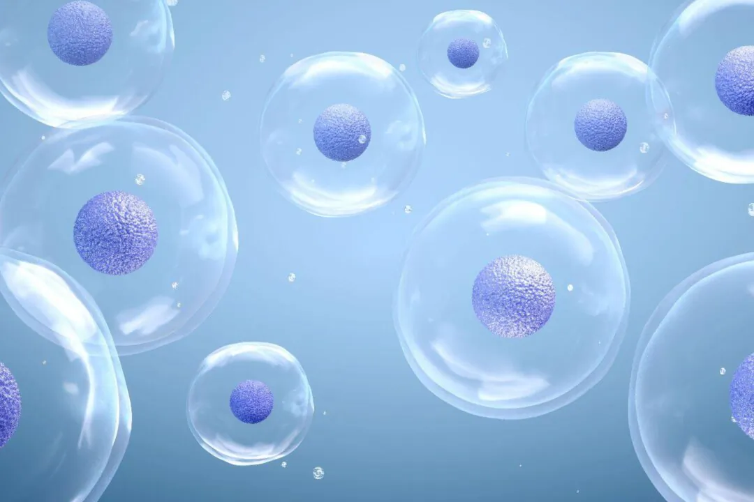 A combined treatment of stem cell and exosome therapy may aid in the recovery of patients paralyzed by spinal cord injuries. (jiang jie feng/Shutterstock)