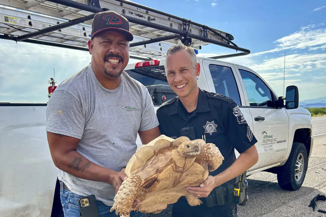 Large Desert Tortoise Rescued From Arizona Highway After Escaping From Ostrich Ranch 3 Miles Away