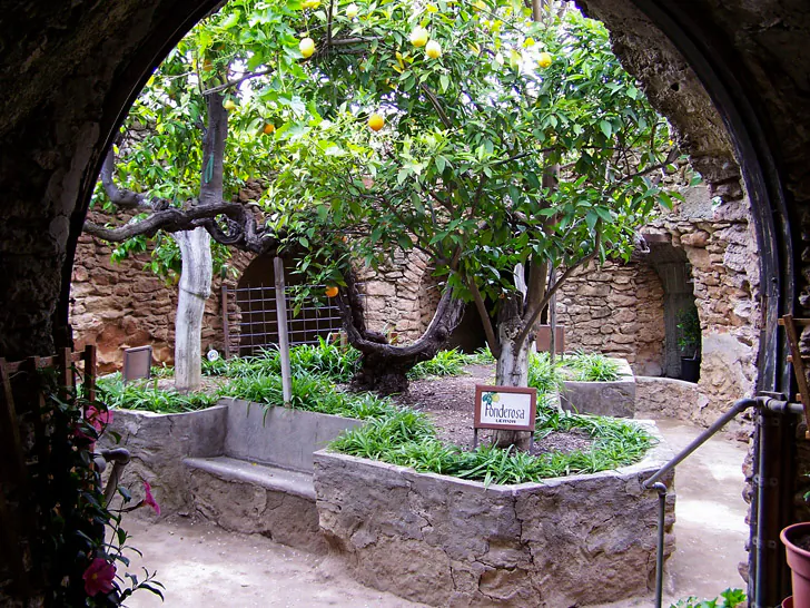 Citrus trees and a Black Moroccan grapevine are seen in this courtyard in the gardens in Fresno, Calif. (Courtesy of Forestiere Underground Gardens)