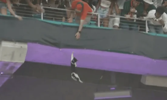 Stadium-Goers Use Flag to Catch Falling Cat