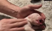 The Man Miraculously Revives Tiny Puppy by Performing CPR