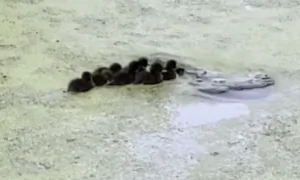 Tufted Ducklings Paddle After Their Diving Mother Disappears