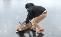 Man Slides Deer Across a Frozen Pond