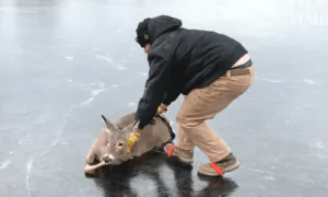 Man Slides Deer Across a Frozen Pond