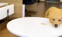 Dog Smartly Overcomes Pet Parent’s Test