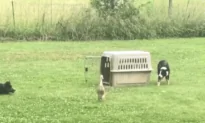 Two Dogs Drive Ducks into the Cage