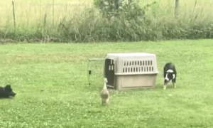 Two Dogs Drive Ducks into the Cage