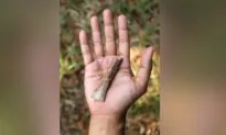 Fossils Suggest Even Smaller ‘Hobbits’ Roamed Indonesian Island 700,000 Years Ago
