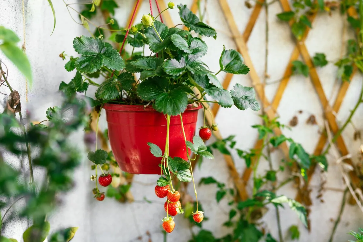 Clip the flowers on your strawberry plant the first year for a better harvest next year. (Kattecat/Shutterstock)