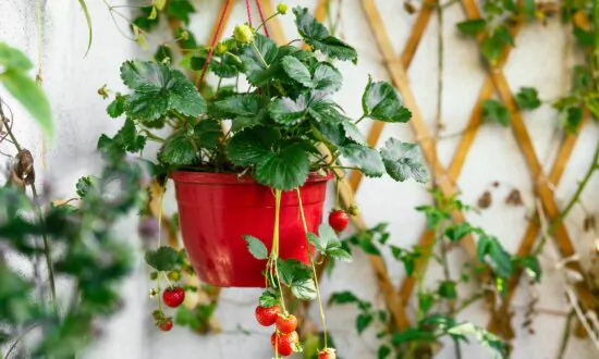 Strawberries and Herbs
